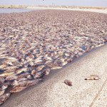 Lake filled with the bodies of dead fish