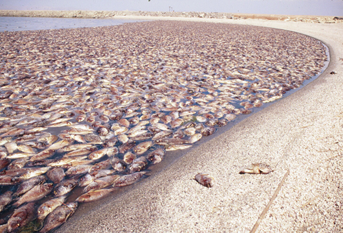 Lake filled with the bodies of dead fish