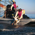 Two wildlife workers in an airboat rescue a pelican from the sea