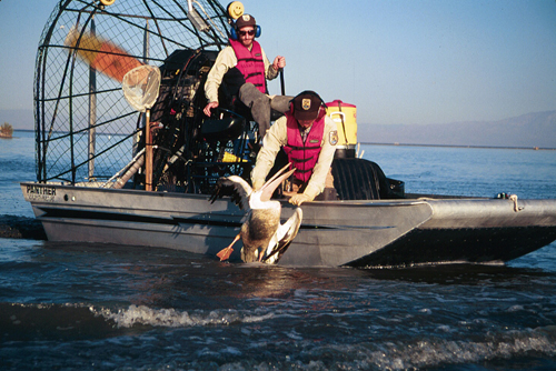Two wildlife workers in an airboat rescue a pelican from the sea