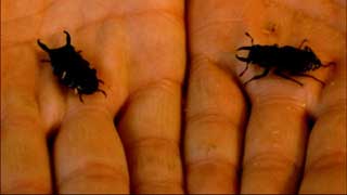 Hands hold two black beetles