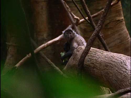 Monkey sitting on tree in the jungle