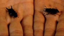 Two beetles being held