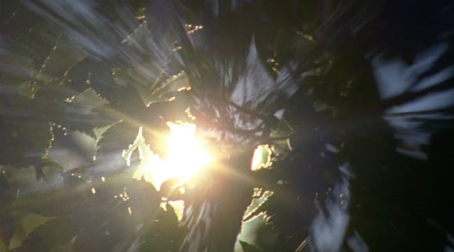 Spectral Ascension Sun peeking out between tree leaves