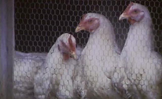 Songs of Azores Chickens sitting in their coop