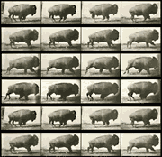 Still film frames of a buffalo