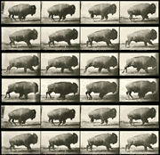 Big Sky Documentary Film Festival Still film frames of a buffalo
